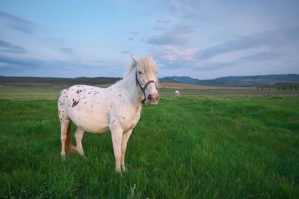 Biały Koń Stoi Zielonym Polu Kompozycja Natura — Zdjęcie stockowe