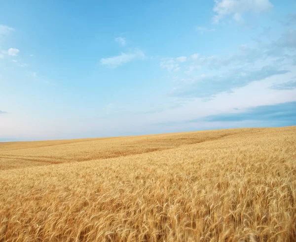 農村部の農地に日没に暖かい色の黄色のムギの穀物の風景します 黄金の小麦の耳 豊かな収穫します — ストック写真
