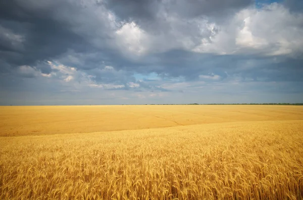 Landschap Met Warme Gekleurde Gele Tarwe Gewassen Bewolkte Regenachtige Hemel — Stockfoto