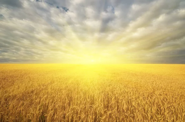 Пейзаж Теплими Посівами Жовтої Пшениці Заході Сонця Сільських Фермах Вуха — стокове фото