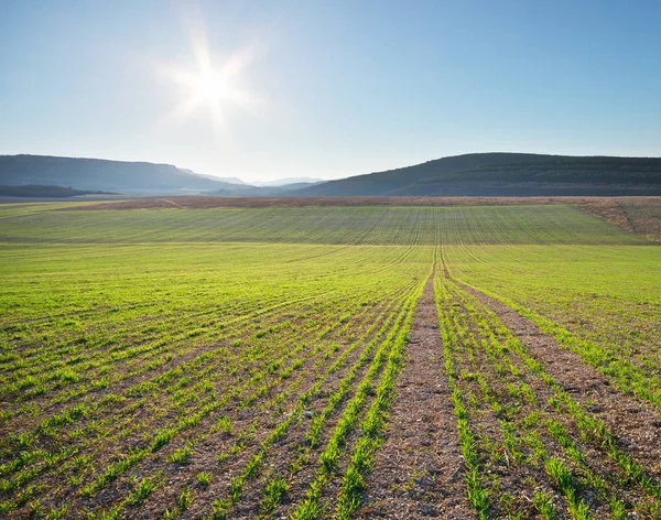 若い小麦の緑の牧草地の日の出 自然組成と農業シーン — ストック写真