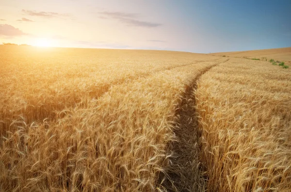 Camino Por Campo Trigo Composición Naturaleza Paisajística — Foto de Stock