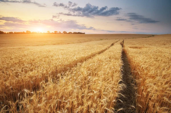 Weg Door Tarweveld Landschap Natuur Samenstelling — Stockfoto