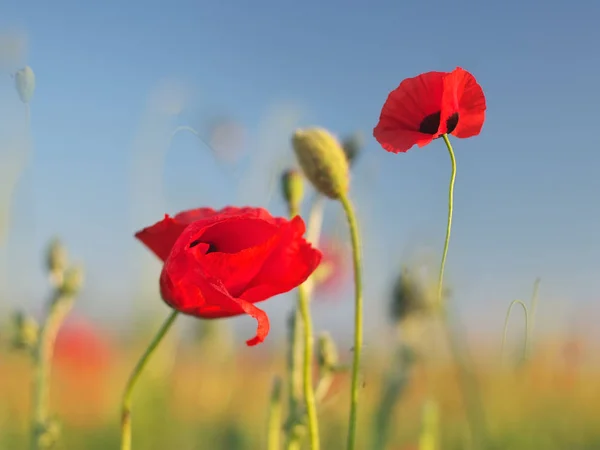 Dans Champ Coquelicots Composition Naturelle Portrait Fleur Pavot Rouge Dans — Photo