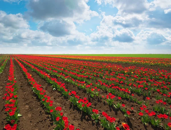 Tulpenwiese Zusammensetzung Der Frühlingsnatur — Stockfoto