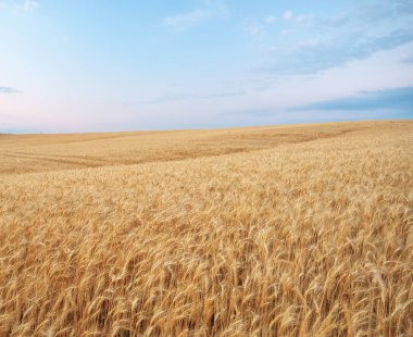 Sıcak renkli sarı buğday bitkileri ile kırsal tarım arazileri üzerinde sunset Bulvarında manzara. Altın buğday kulaklar. Zengin hasat