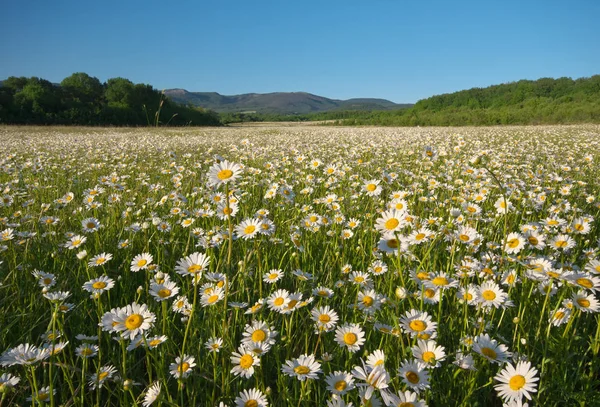 Frühlingsblumen Auf Der Bergwiese Schöne Landschaften — Stockfoto