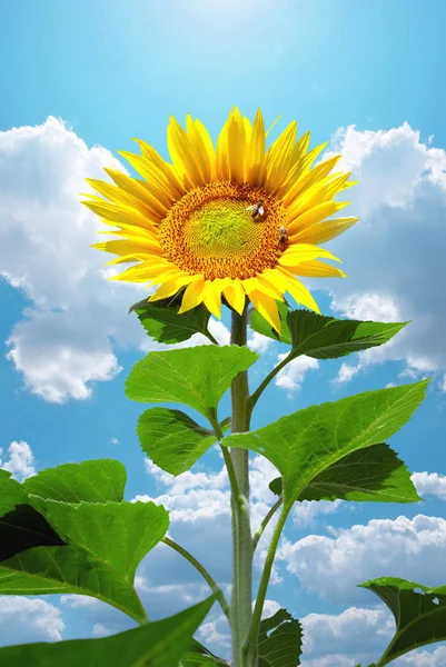 Big Sunflower Sky Nature Composition — Stock Photo, Image