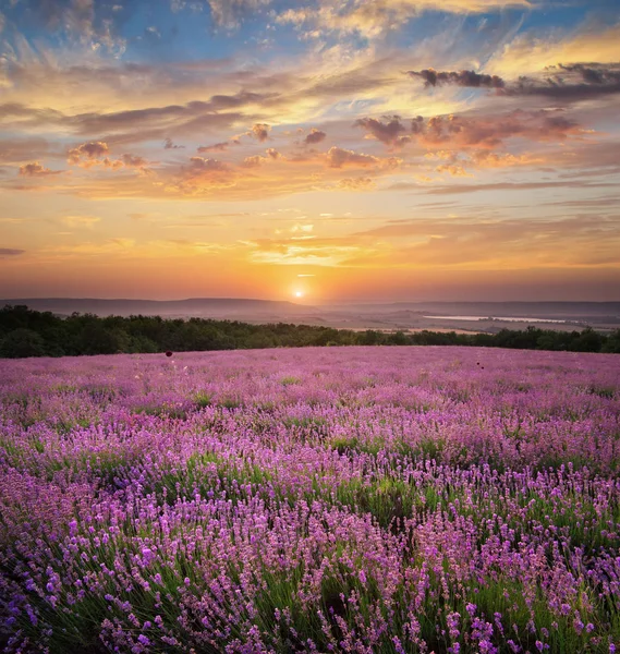 Grasveld Van Lavendel Natuur Samenstelling — Stockfoto