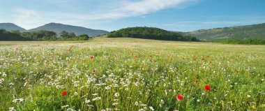 Çayırda bahar papatya çiçekler. Güzel doğa andscapes.