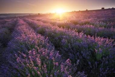 Çayır lavanta gün batımında. Doğa güzel manzara kompozisyon.