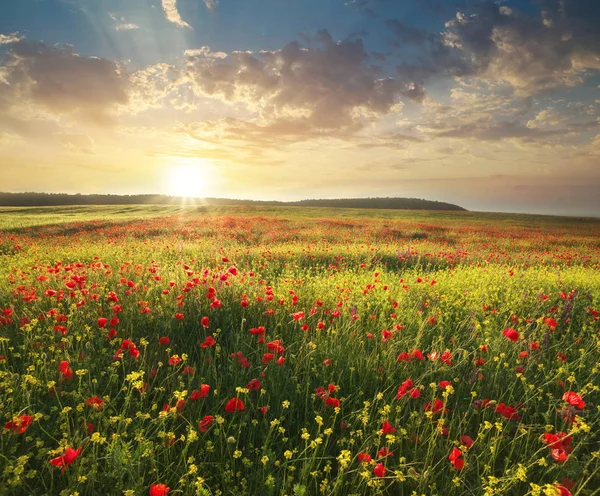 Vårblommor Ängen Vackra Landskap — Stockfoto