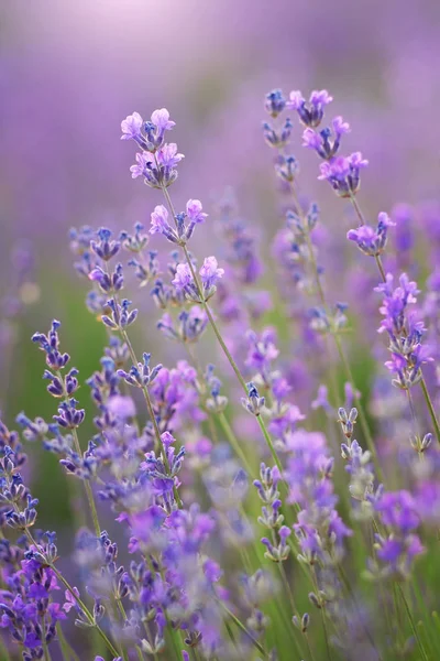 Lavender Flowers Closeup Composition Nature — Stock Photo, Image