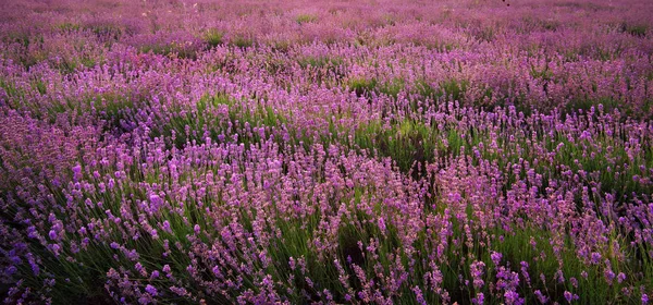 Textura Lavanda Composición Naturaleza — Foto de Stock