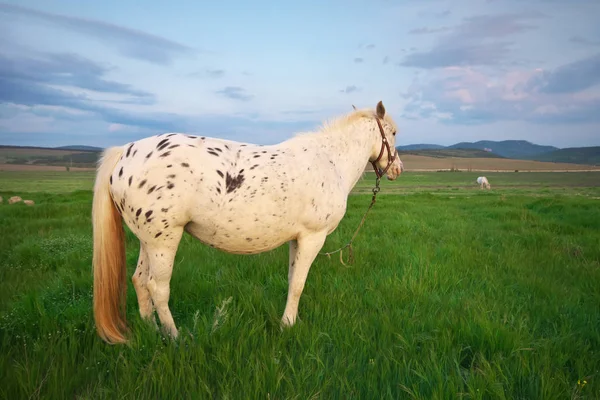 Cavalo Branco Num Campo Verde Composição Natural — Fotografia de Stock