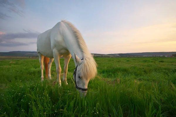 Biały Koń Stoi Zielonym Polu Kompozycja Natura — Zdjęcie stockowe