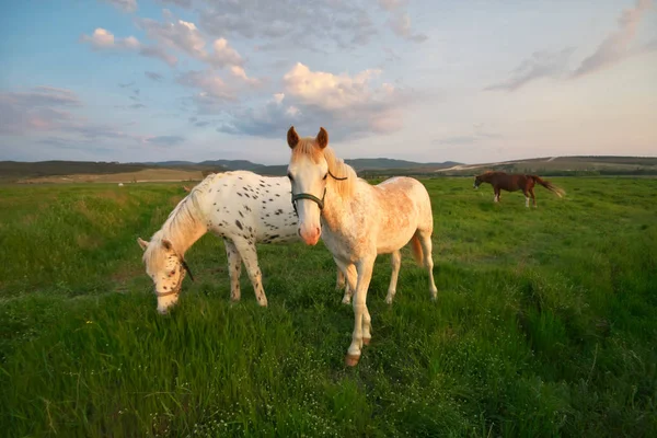 Biały Koń Stoi Zielonym Polu Kompozycja Natura — Zdjęcie stockowe