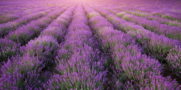 Meadow Lavender Texture Nature Composition — Stock Photo, Image
