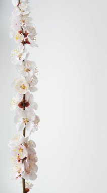 İzole sakura. Kayısı bahar çiçekleri bankta. Tasarım öğesi.