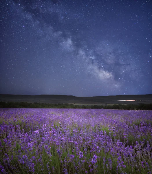 Prado Lavanda Por Noche Estrellas Vía Láctea Cielo — Foto de Stock