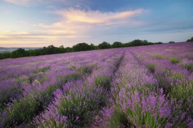 Gün batımında lavanta çayırı. Doğa bileşimi.
