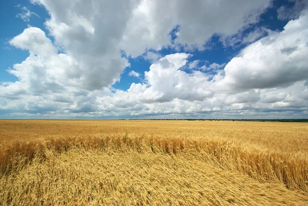 Meadow Wheat Nature Composition — Stock Photo, Image