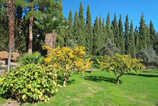 Granatapfel Auf Dem Baum Garten Rasen Und Grünes Gras Frühling — Stockfoto