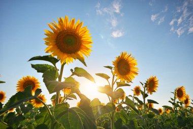 Ayçiçeği tarlası. doğanın kompozisyon.