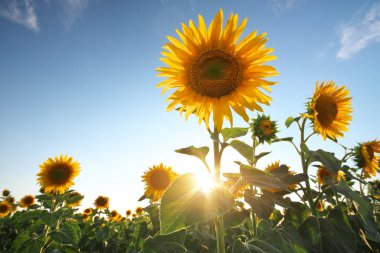 Ayçiçeği tarlası. doğanın kompozisyon.