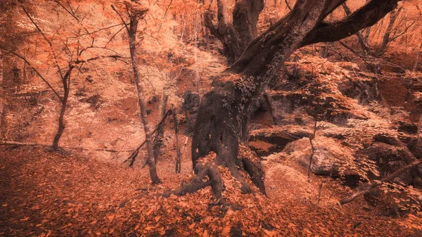 Herfst Landschap Van Kunst Samenstelling Van Natuur — Stockfoto