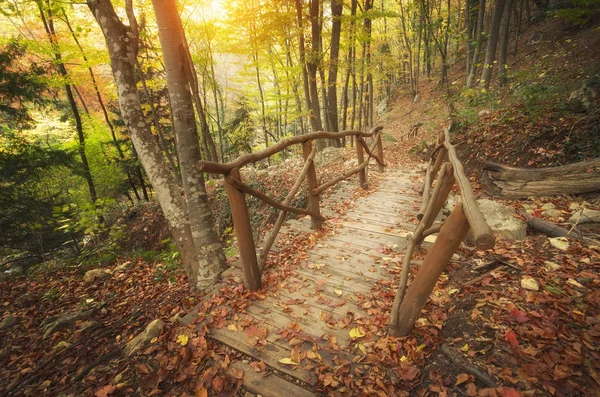 Осенний Пейзаж Мост Глубоком Лесу Состав Природы — стоковое фото