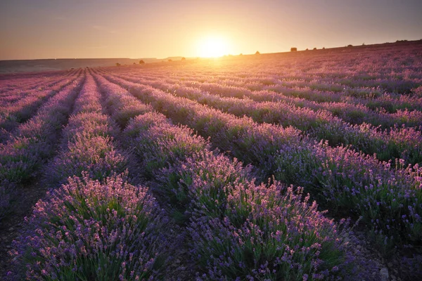 Äng Lavendel Vid Solnedgången Naturens Sammansättning — Stockfoto