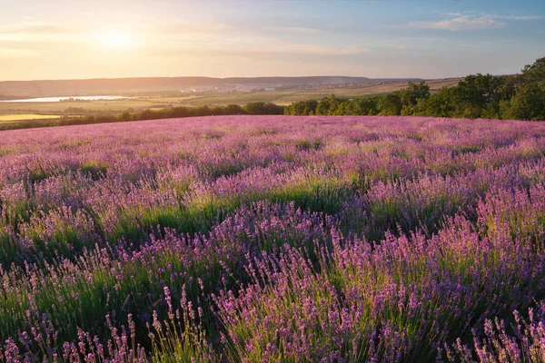 Prato Lavanda Tramonto Composizione Della Natura — Foto Stock