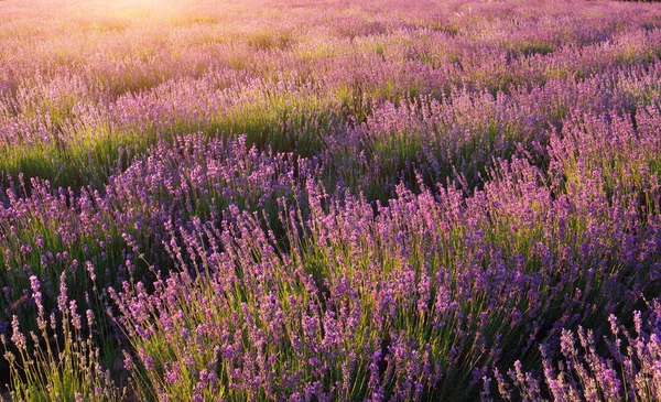 Textura Lavanda Composição Natureza — Fotografia de Stock