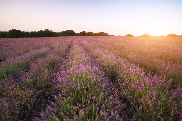 Prado Lavanda Pôr Sol Composição Natural — Fotografia de Stock