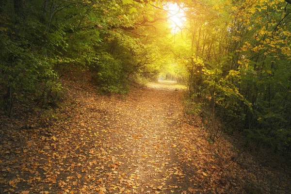 Jesienią Deep Forest Park Krajobraz Scenic Natura — Zdjęcie stockowe