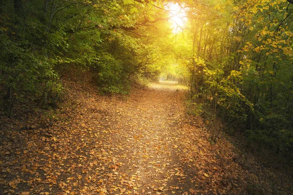 Deep Herfst Bos Park Schilderachtige Natuur Landschap — Stockfoto