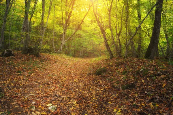 Deep Autumn Forest Park Malebná Příroda Krajina — Stock fotografie