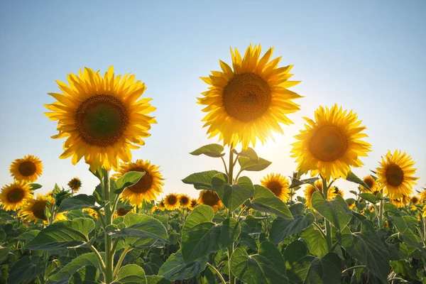 Campo Girasoles Composición Naturaleza — Foto de Stock