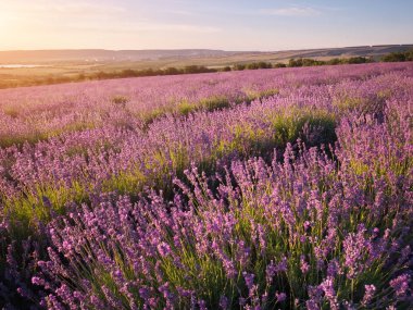 Gün batımında lavanta çayırı. Doğa bileşimi.