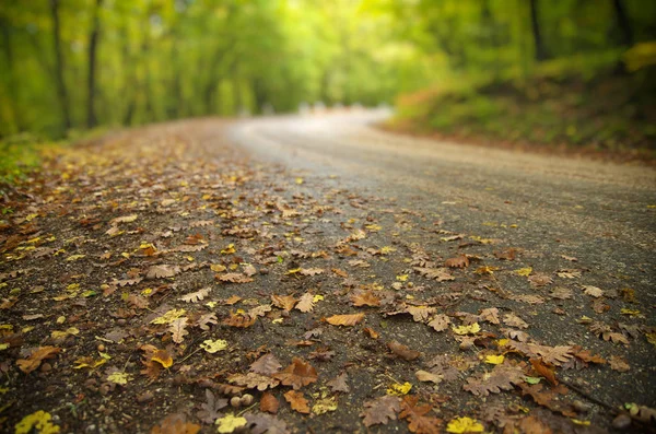 Straße Der Herbstschlucht Natur Landschaft Zusammensetzung — Stockfoto