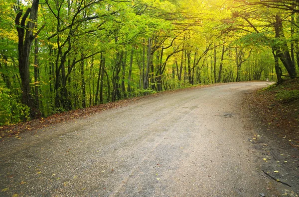 Route Bois Automne Composition Naturelle — Photo