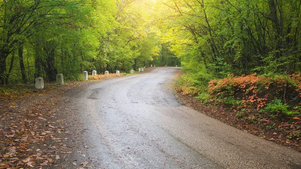 Route Bois Automne Composition Naturelle — Photo