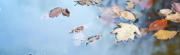 Autumn Leafs Water Nature Conceptual Composition — Stock Photo, Image