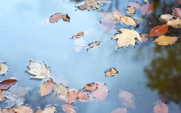 Folhas Outono Água Natureza Composição Conceitual — Fotografia de Stock