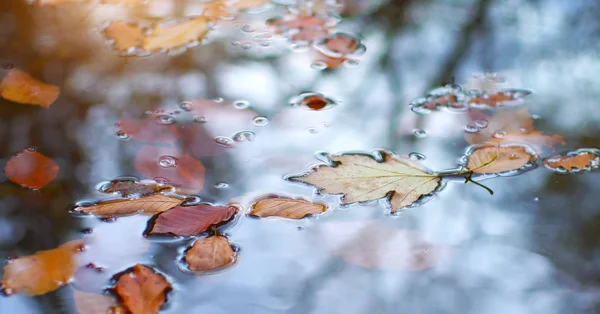 Herbstblätter Wasser Natur Konzeptionelle Zusammensetzung — Stockfoto