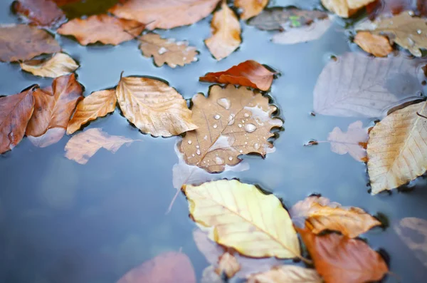 Folhas Outono Água Natureza Composição Conceitual — Fotografia de Stock