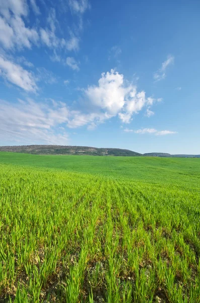 Lente Groene Weide Prachtige Landschappen — Stockfoto