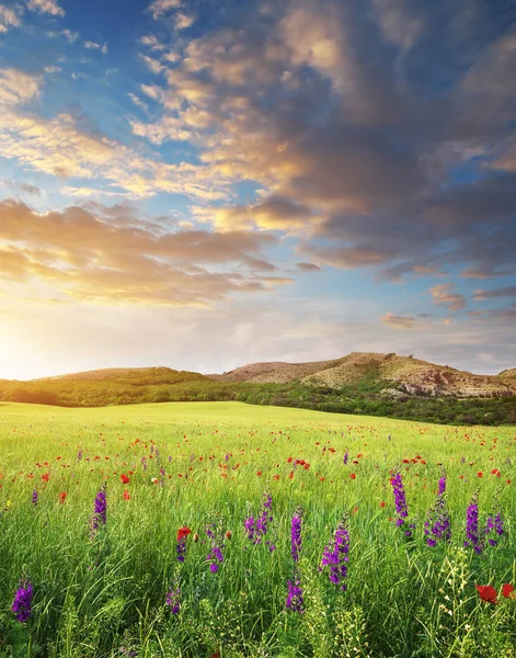 Frühlingsblume Auf Der Grünen Wiese Schöne Landschaften — Stockfoto