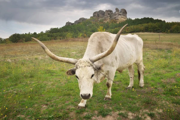 Grande Touro Branco Com Chifres Grandes Natureza Animal — Fotografia de Stock